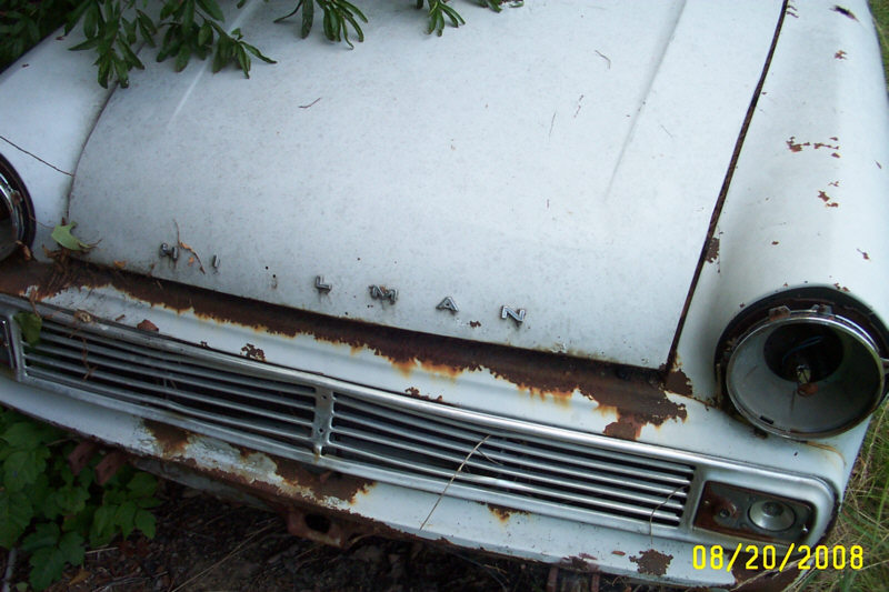 Minx spotted by Rodney Cobb